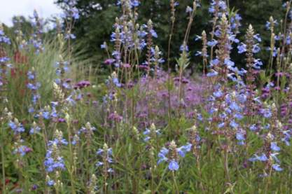 Salvia uliginosa