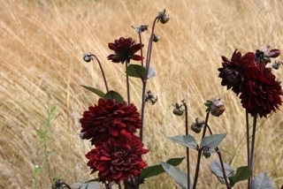 Dahlia 'Karma Choc'