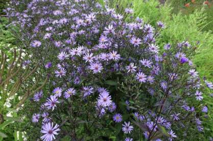 Aster cordifolia 'Prairie Purple'