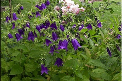 Campanula 'Kent Belle'