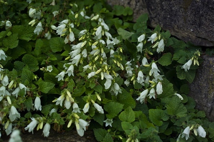 Campanula alliariifolia