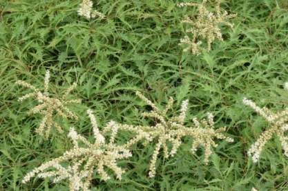 Aruncus 'Kneiffii'