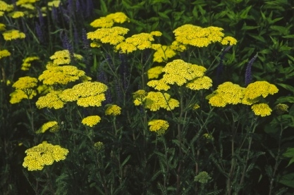 Achillea fil. 'Parkers Variety'