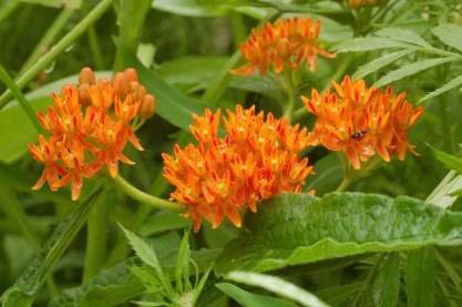 Asclepias tuberosa