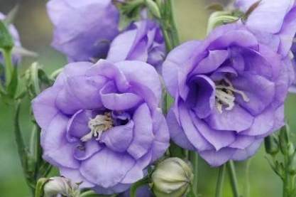 Campanula