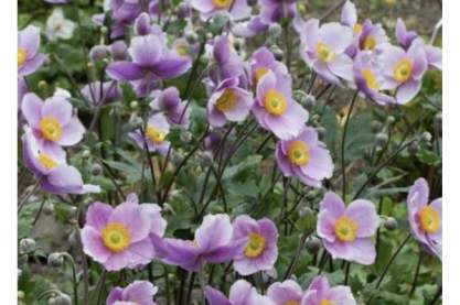 Anemone 'Regal Swan'