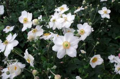 Anemone 'Andrea Atkinson'