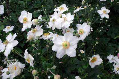 Anemone 'Andrea Atkinson'