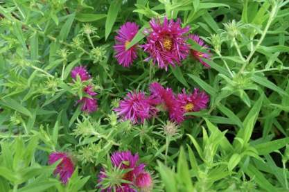 Aster 'Andenken an Alma Potschke'