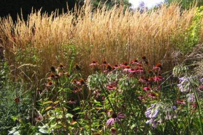 Calamagrostis ac. 'Karl Foerster'