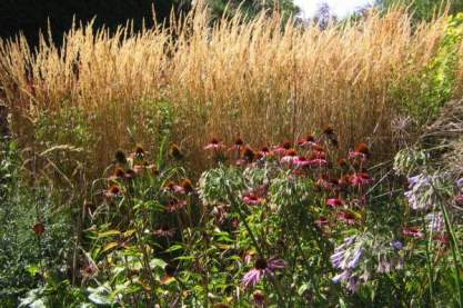 Calamagrostis ac. 'Karl Foerster'