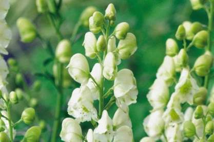 Aconitum napellus 'Schneewittchen'