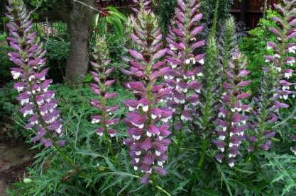 Acanthus spinosus