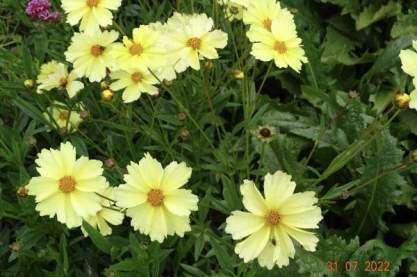 Coreopsis 'Full Moon'