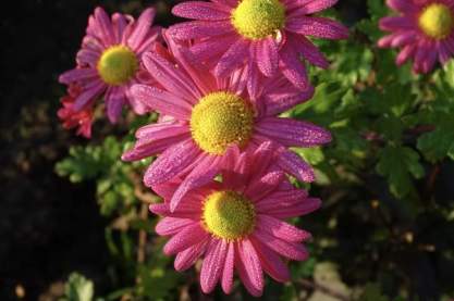 Chrysanthemum 'Venus'