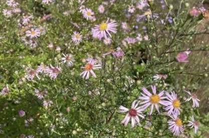 Aster 'Les Moutiers'