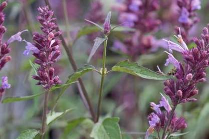 Agastache 'Linda'