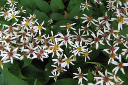 Aster divaricatus