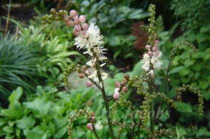 Cimicifuga japonica 'Chejudo'