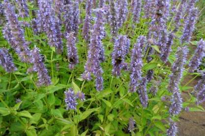 Agastache 'Blue Fortune'