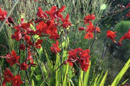 Crocosmia 'Hellfire'