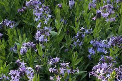 Amsonia orientalis