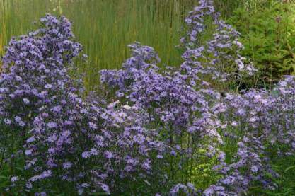 Aster cordifolius hybr. 'Little Carlow'