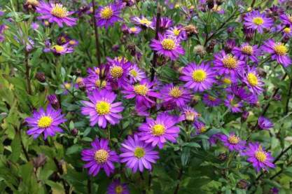 Aster ageratoides 'Ezo-Murazaki'_