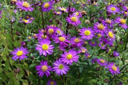 Aster ageratoides 'Ezo-Murazaki'_