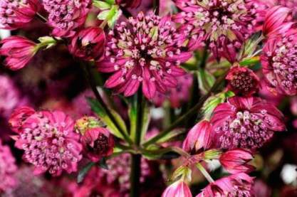 Astrantia major'Abbey Road'