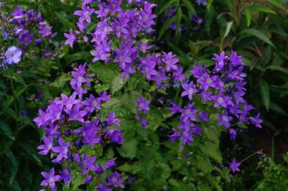 Campanula lactiflora 'Border Blues'