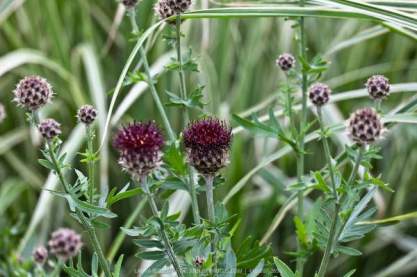 Centaurea atropurpurea