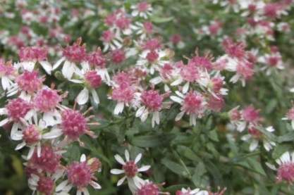 Aster lat. var. horizontalis