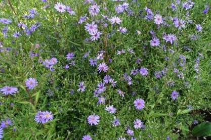 Aster 'Treffpunkt'