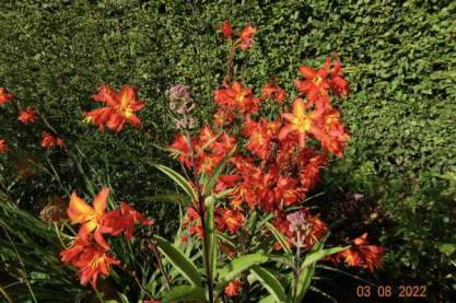 Crocosmia 'Prinse of Orange