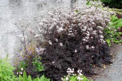 Anthriscus sylvestris 'Raven-Wings