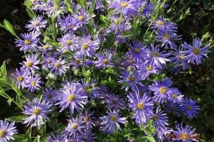 Aster thomsonii