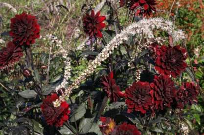 Cimicifuga 'Queen of Sheeba'