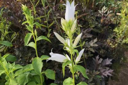 Campanula latifolia var. macrantha 'Alba'
