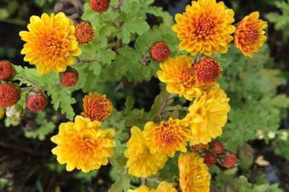 Chrysanthemum 'Bienchen'