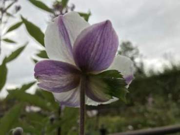 Anemone 'Elfin Swan'