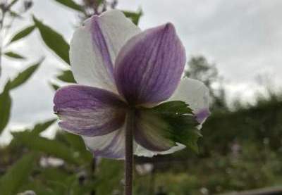 Anemone 'Elfin Swan'