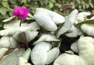 Cyclamen coum 'Pewter Leaf'
