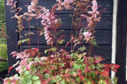 Astilbe 'Color Flash'