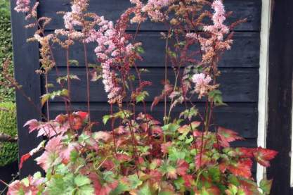 Astilbe 'Color Flash'