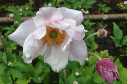 Anemone 'Lorelei'