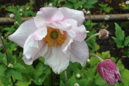 Anemone 'Lorelei'