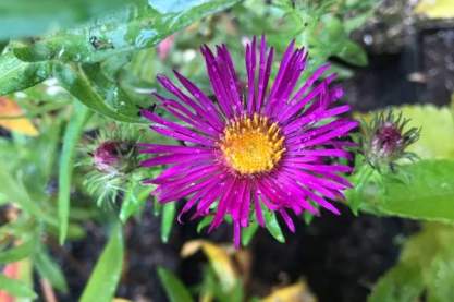 Aster novae-angliae 'James Richie