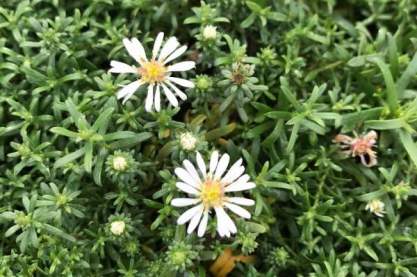 Aster ericoides 'Snow Flurry'