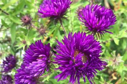 Aster novae-angliae 'Helen Picton'